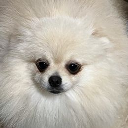 Dutchess - Pomeranian