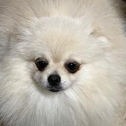 Dutchess - Pomeranian