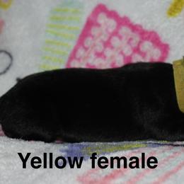 Yellow female - Sable female German Shepherd puppy in Ann Arbor, Michigan from Von Der Havier German Shepherds
