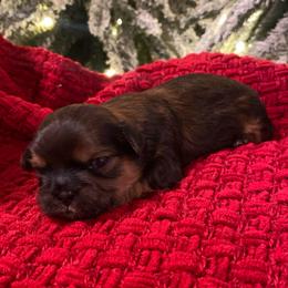 Maxwell - Brindle male Shih Tzu puppy in Lexington, North Carolina from SCS Shih Tzus
