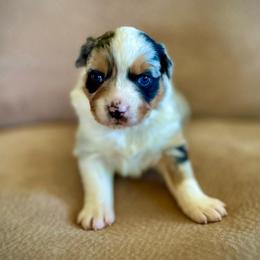 Girl 3: Blue Merle, naturally docked tail - Blue merle female Australian Shepherd puppy in St. Paul, Oregon from Raybell Ridge Farm
