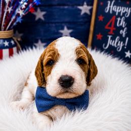 Tommy - Parti male Goldendoodle puppy in Rocky Point, North Carolina from CelticDoods