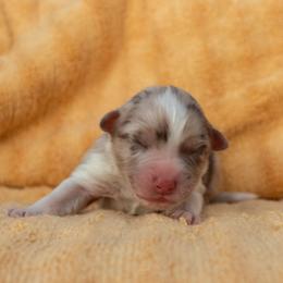 Ian - Red merle male Australian Shepherd puppy in Weatherford, Texas from Ridgestar Aussies