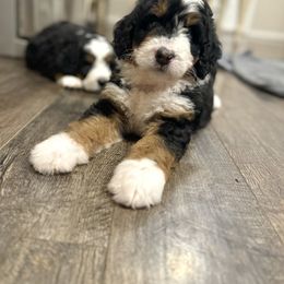 Bernedoodle Puppies from Bern'N Love Doodles