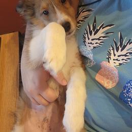 Shetland Sheepdog Puppies from DK'S Sassy River Shelties