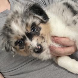 Girl 6 - Blue merle female Australian Shepherd puppy in Kenosha, Wisconsin from Out of this World Aussies