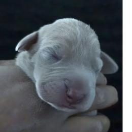 Eros - Silver female Great Dane puppy in Colorado Springs, Colorado from Pilot Danes