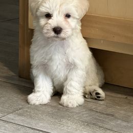 Miniature Schnauzer Puppies from Mandelyn’s Miniature Schnauzers