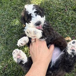 Bones - Brown and white male Bernedoodle puppy in Springville, Utah from Oodles of Bernedoodles