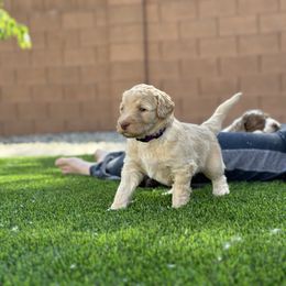 Girl 1 - Gold Labradoodle puppy in Cedar City, Utah from Doodles Playground