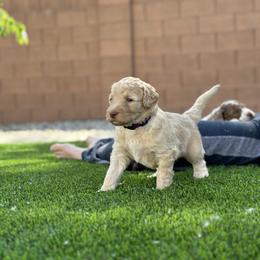 Girl 1 - Gold Labradoodle puppy in Cedar City, Utah from Doodles Playground