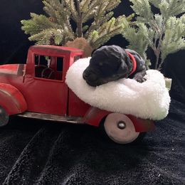 Goldendoodle Puppies from Nikki Lunt's Goldendoodles