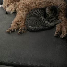 Poodle Puppies from Sunflower Poodles