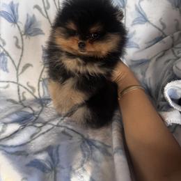 Ronny - Black and tan parti male Pomeranian puppy in Harrisonville, Missouri from Cindy's Pomeranians