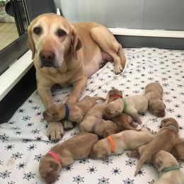 Labrador Retriever Puppies from Wanderlust Kennels