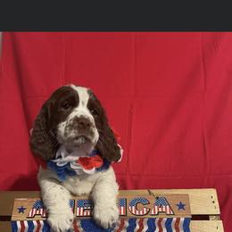 English Springer Spaniel Puppies from A & R Springers