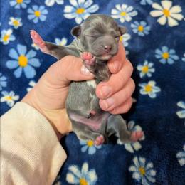 Mercedes - Silver and white female Chihuahua puppy in Amity, Pennsylvania from Baxters Chihuahuas