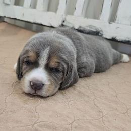 Yellow - Blue tan and white male Beagle puppy in Henefer, Utah from Lazy G Kennels