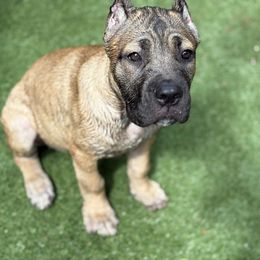 Lady - Gray and fawn female Cane Corso puppy in Dunnellon, Florida from High Royal Kennel