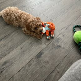 Cockapoo Puppies from Rosemary House