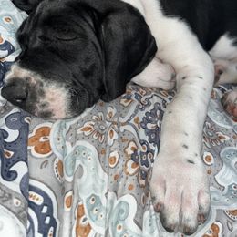 Great Dane Puppies from Blackmon Family Danes