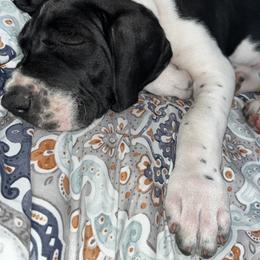Great Dane Puppies from Blackmon Family Danes