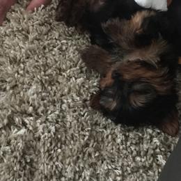 Yorkshire Terrier Puppies from Missy Lu Lap Puppies
