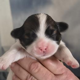 Luke - White male Lhasa Apso puppy in Greenville, South Carolina from Lots of Lhasa Love