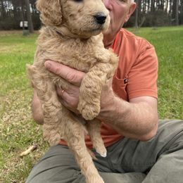 Girl 2 - Goldendoodle puppy in Plantersville, Texas from PA Farm