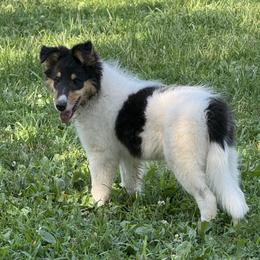 Sasha - Black white and tan female Collie puppy in Centerview, Missouri from Hedge Haven Farm