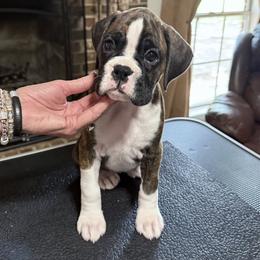 Boston Terrier and Boxer Puppies from Quinney’s Boxers and Boston Terriers