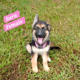 Sarah Pink Collar - Black and red female German Shepherd puppy in Bedias, Texas from TiPi S Ranch's German Shepherds