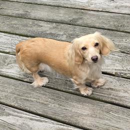 Bella - Dachshund
