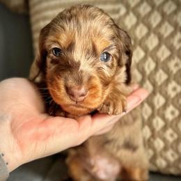 Chocolate Dapple Boy 2 - Dapple male Dachshund puppy in North Port, Florida from Jessica Louise Dachshunds
