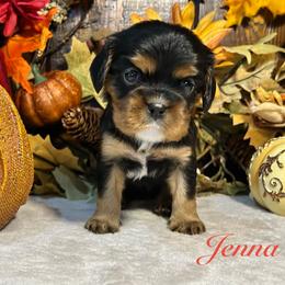 Jenna - Black and tan female Cavalier King Charles Spaniel puppy in Ormond Beach, Florida from Parkside Cavaliers