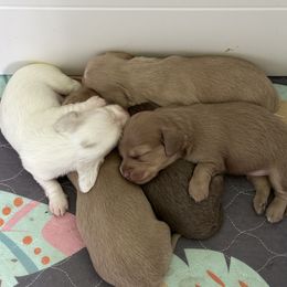 Dachshund puppies from JAM Doxies