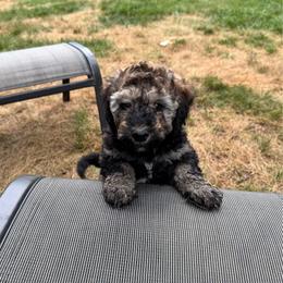 Brownie - Red phantom male Aussiedoodle puppy in Nottingham, Pennsylvania from Nottingham Aussiedoodles