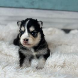 Carlo - Black and white male Pomsky puppy in Krum, Texas from Paw-Some Pomskies