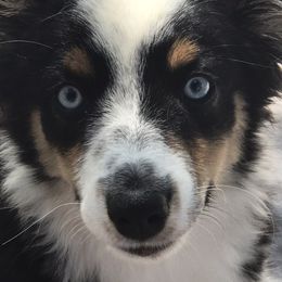 Toy Australian Shepherd All Grown Up from The Ranch of the Sun Toy Aussies