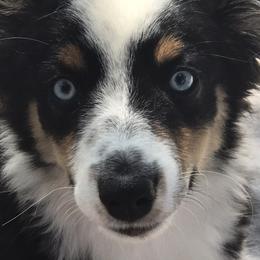 Toy Australian Shepherd All Grown Up from The Ranch of the Sun Toy Aussies