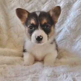 Boo - Black and tan male Pembroke Welsh Corgi puppy in Northwood, Iowa from Sorrel Sands Corgis