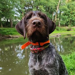 Teeter - German Wirehaired Pointer
