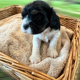 Alice - Tri-color female Cavalier King Charles Spaniel puppy in Anaheim Hills, California from Coulombe Puppy’s