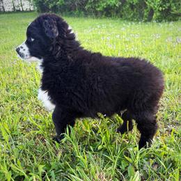 Tom - Black & white male Miniature Australian Shepherd puppy in Smithville, Arkansas from Cooper Creek Aussies