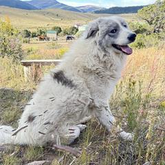 Dillon - Colorado Mountain Dog