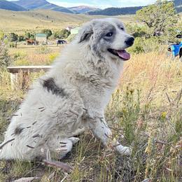 Dillon - Colorado Mountain Dog