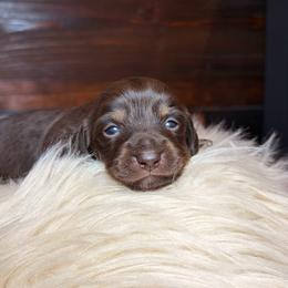 Clover - Chocolate and tan male Dachshund puppy in Washburn, Tennessee from Clinch Mountain Dachshunds