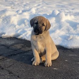 Anatolian Shepherd Dog Puppies from Wild Rooster Family Farm