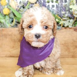 Cane - Apricot male Poodle puppy in Hugo, Oklahoma from Ann R.