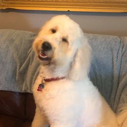 Goldendoodles from Kerry Fox's Goldendoodles